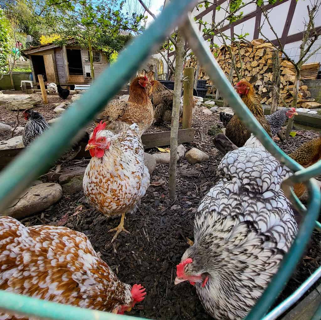 Things I Wish I Had Known Before Getting Chickens