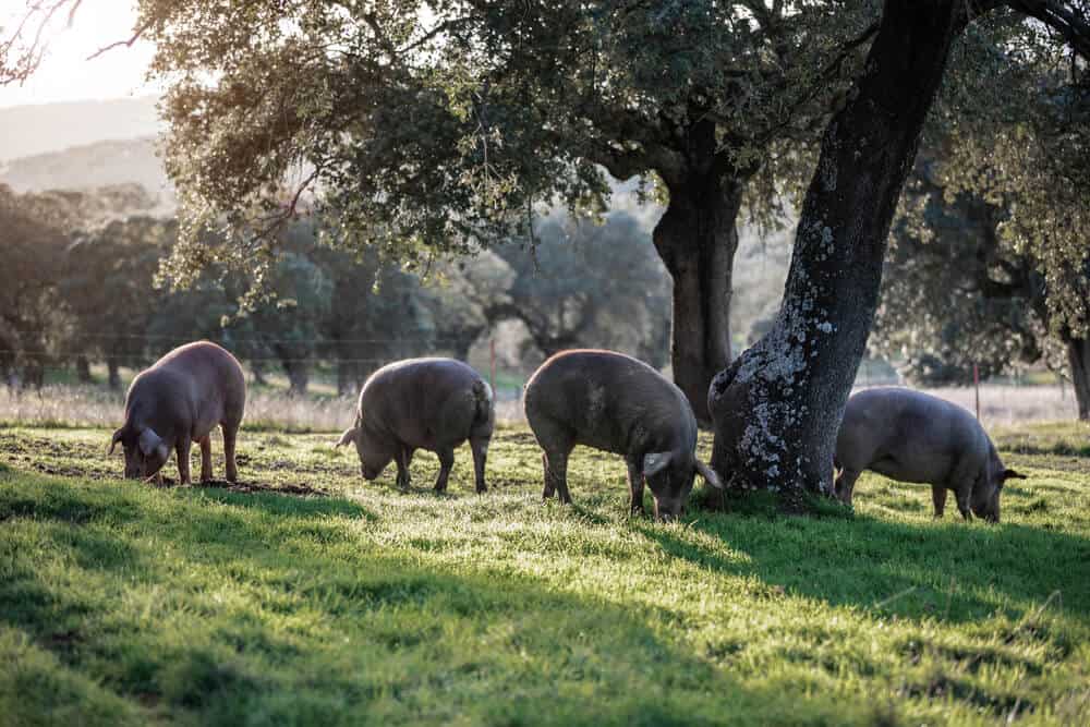 Idaho Pasture Pigs