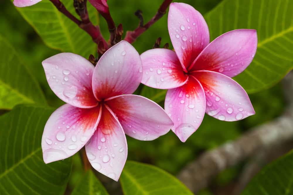 plumeria