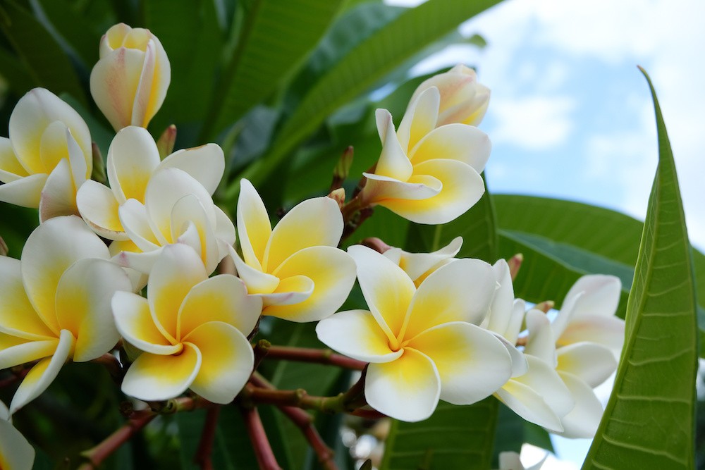 plumeria