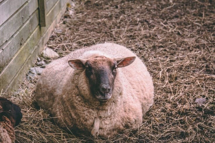 pregnant sheep in yard