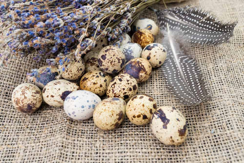 quail eggs