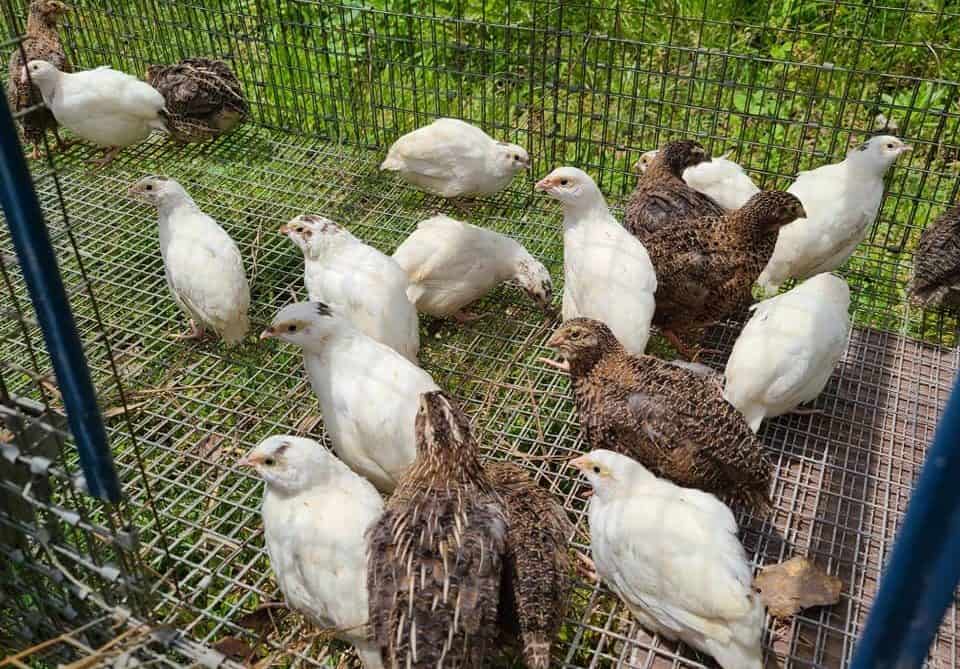 raising quail
