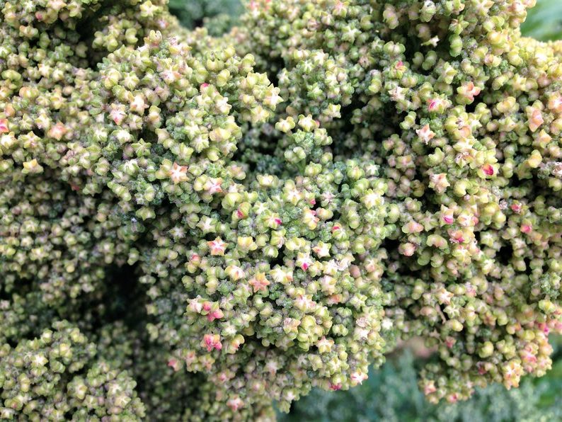 quinoa growing