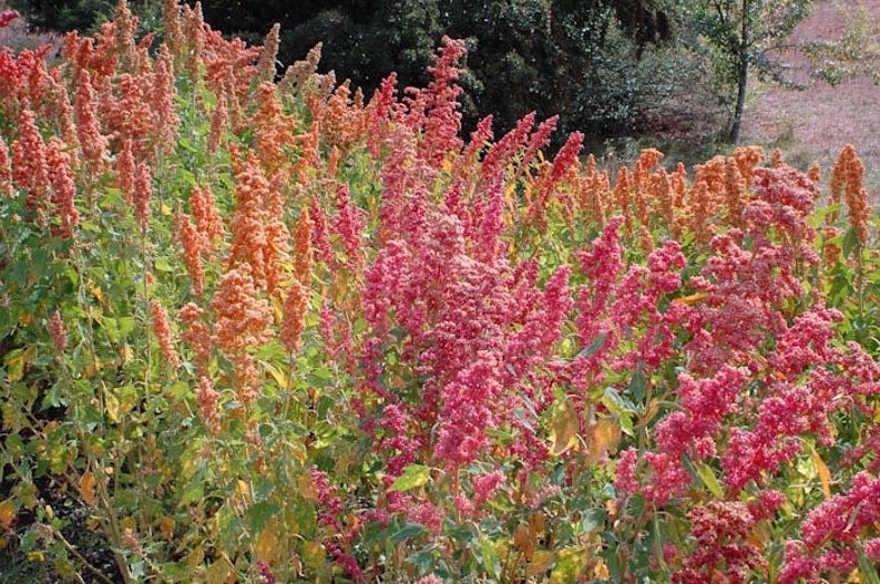 quinoa plants