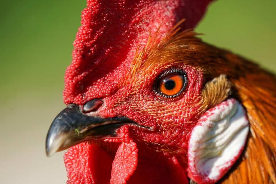 rooster closeup
