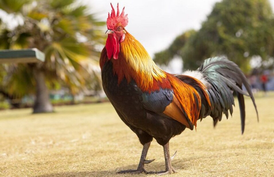 how long do roosters live