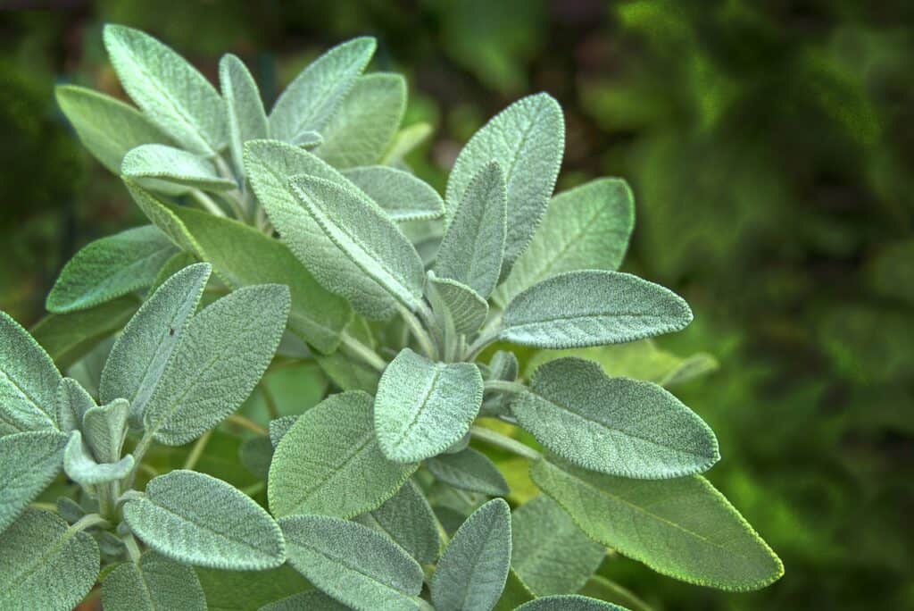 sage growing