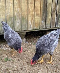 sapphire gem hens