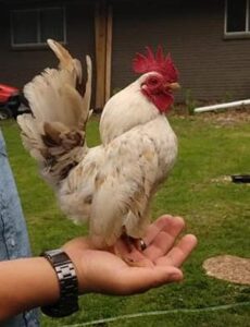 tiny chicken breeds
