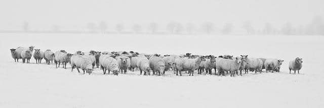 sheep in winter