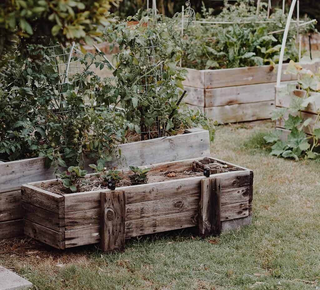 growing in raised garden beds pros cons