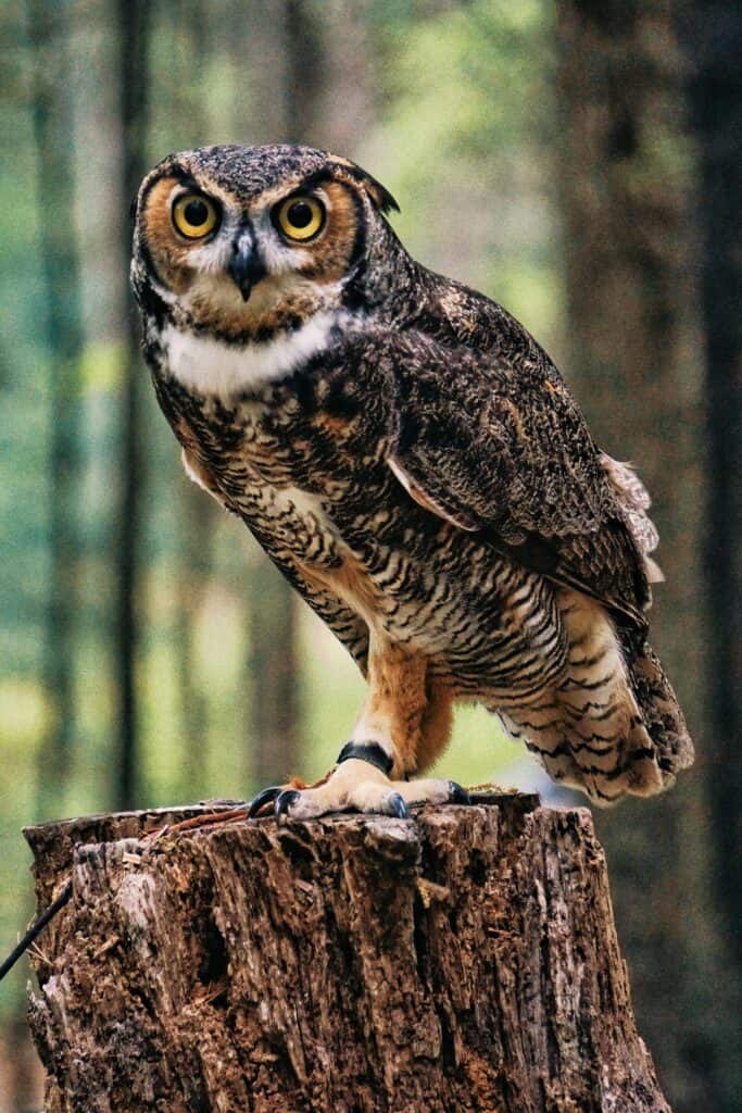 owl on stump