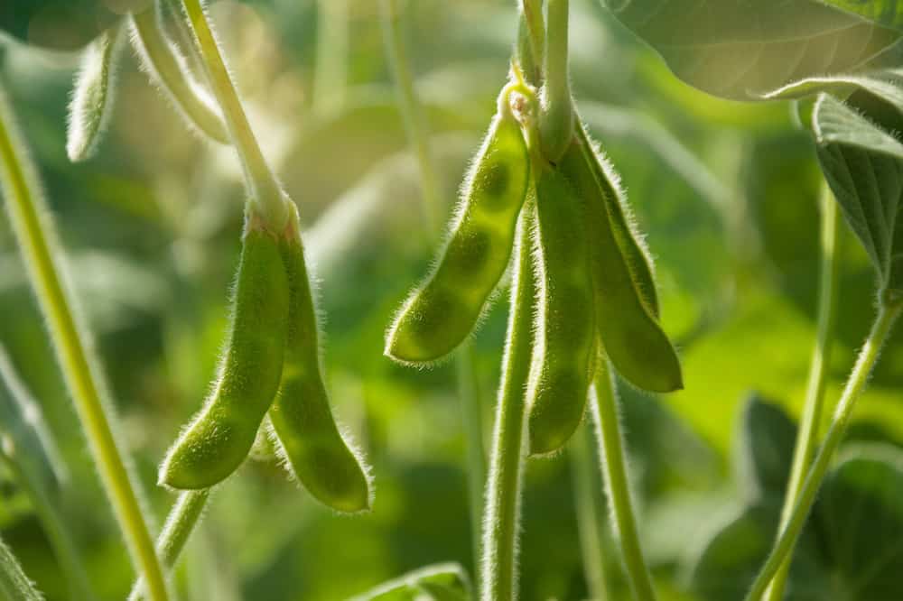 soybean plant