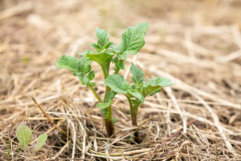 straw bale gardening