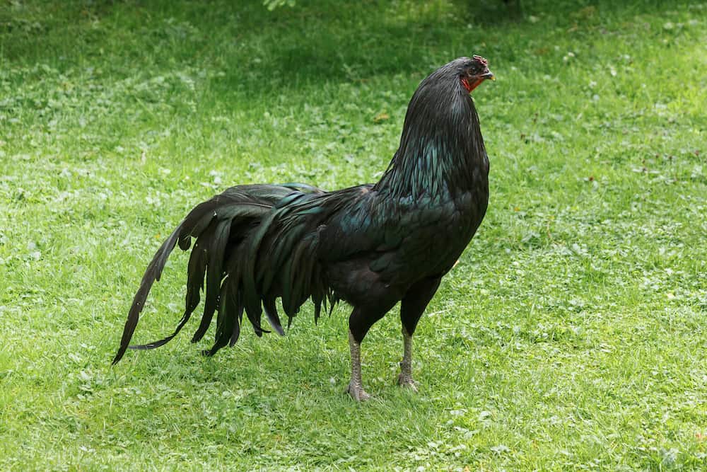 Sumatra chicken