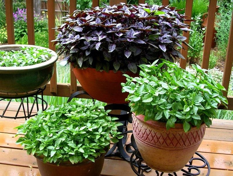 types of basil