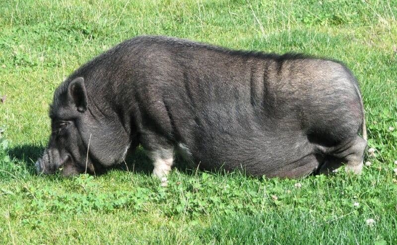 vietnamese potbelly pig