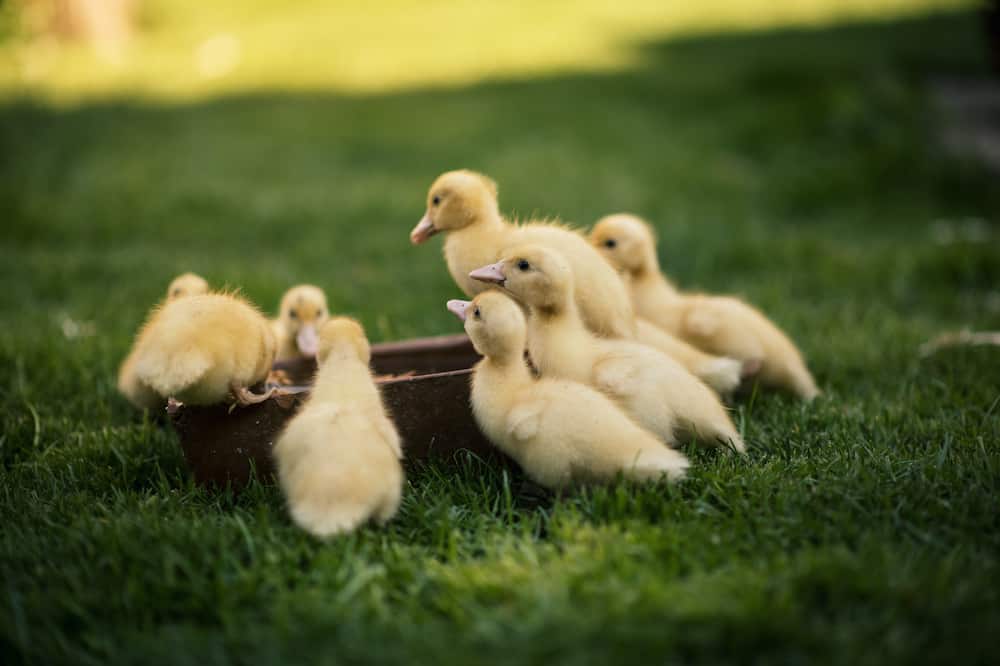 what to feed ducklings