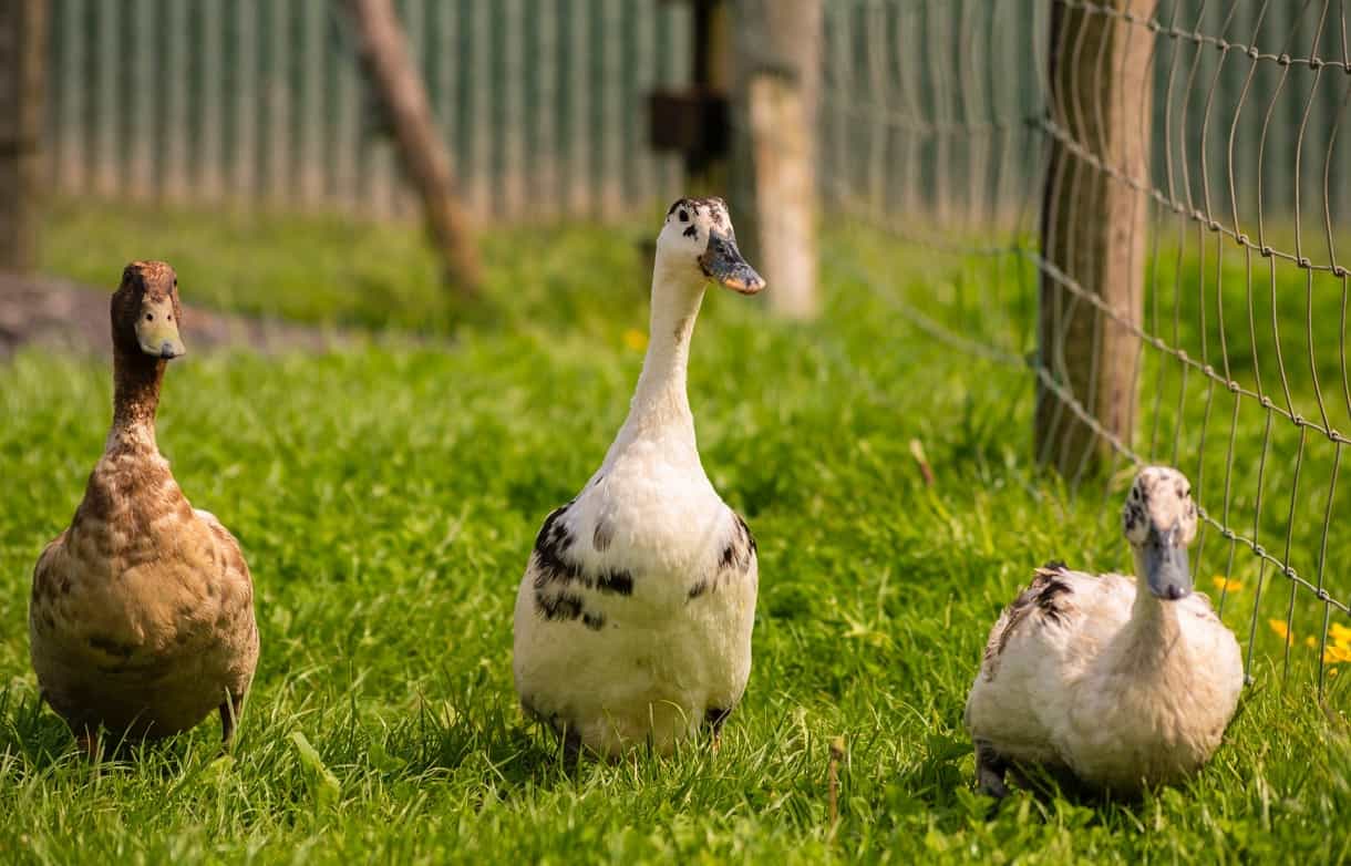 which duck breeds are best