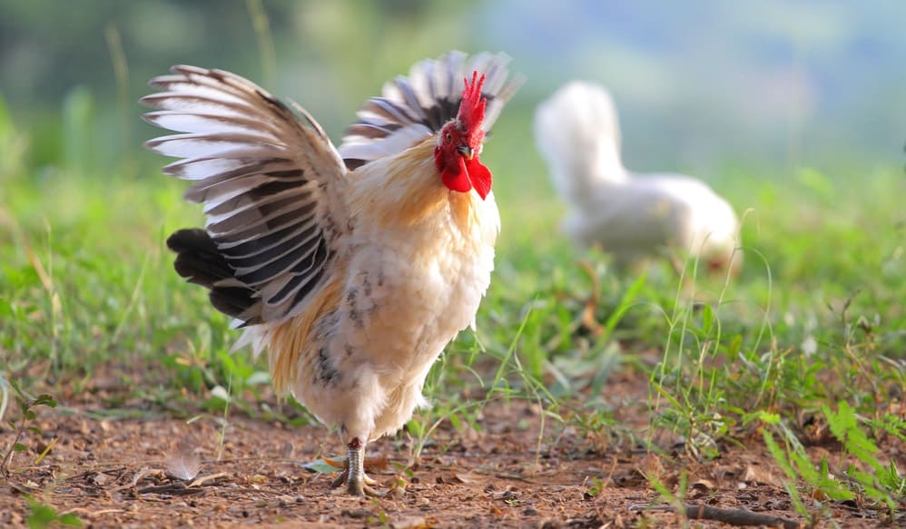 why can't chickens fly