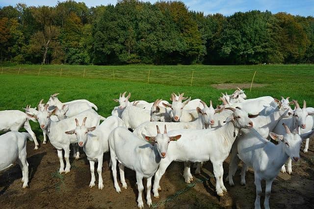 white goat herd