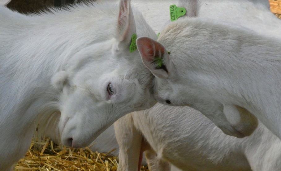Why Do Goats Headbutt