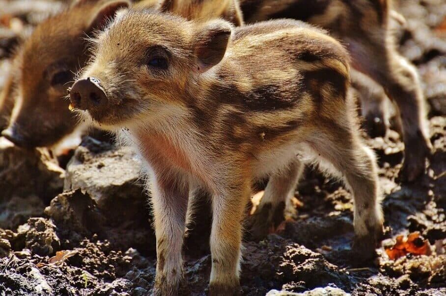 small breeds of pigs