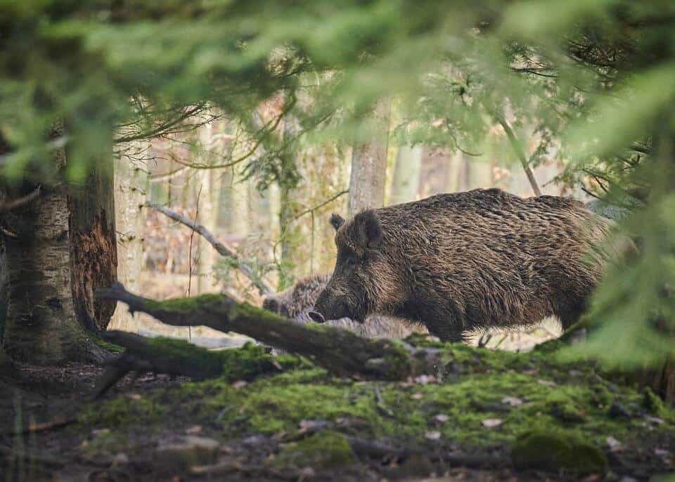 wild boar